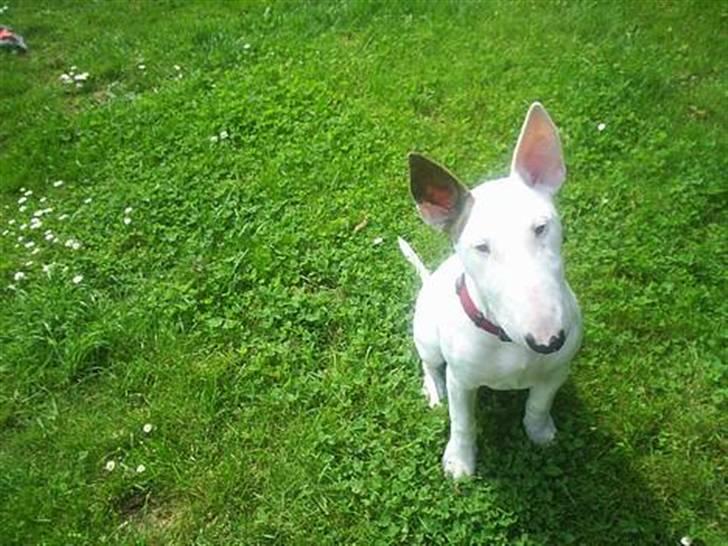 Bullterrier Shelby billede 19