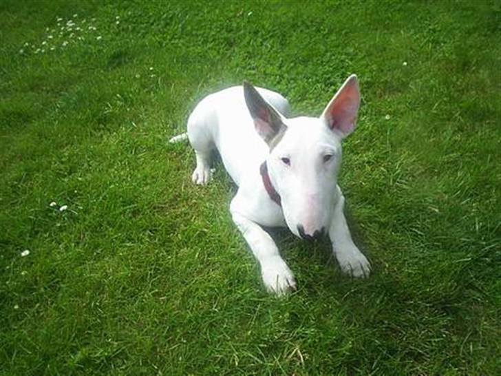 Bullterrier Shelby billede 20