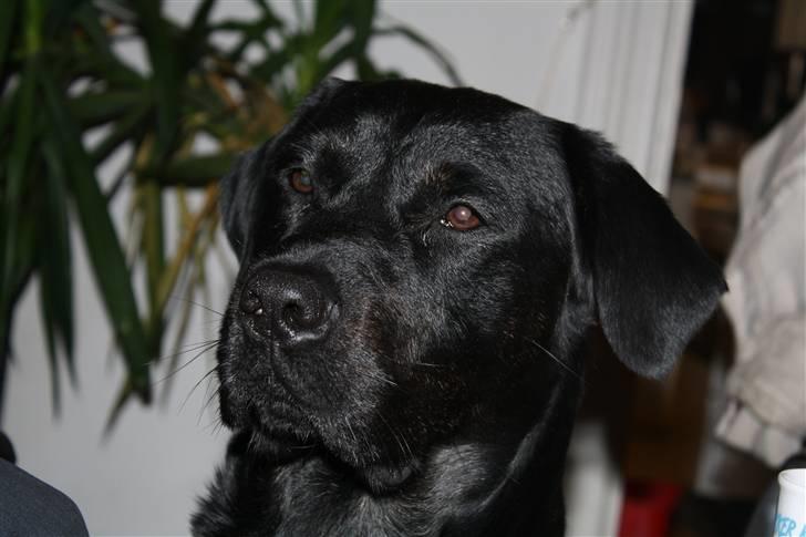Labrador retriever Django - Lige til et pasfoto. billede 1