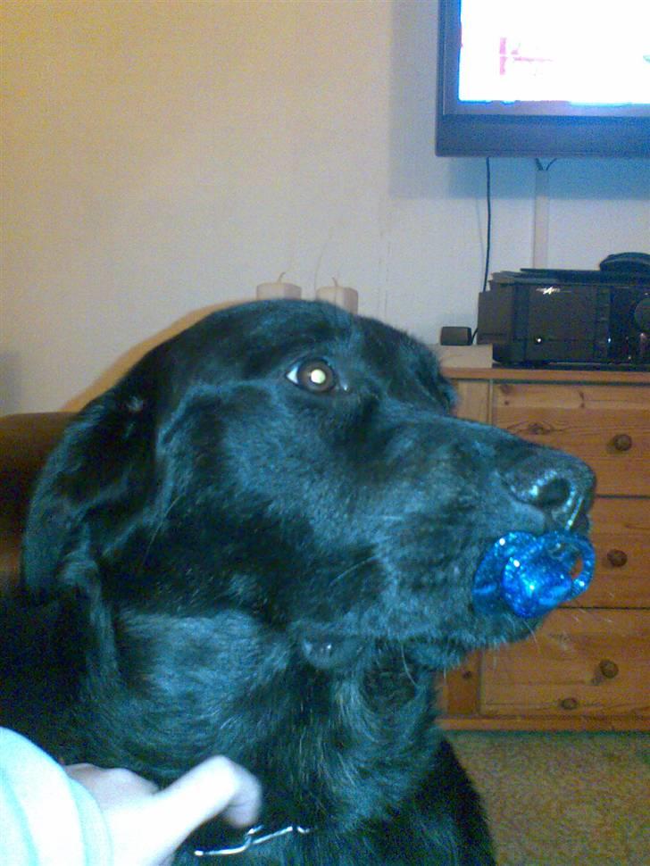 Labrador retriever Django - Fandt lige en sut. billede 2