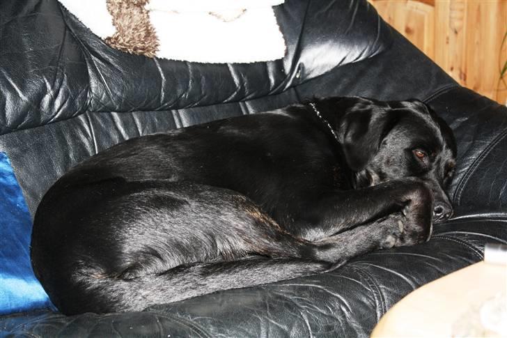 Labrador retriever Django billede 3