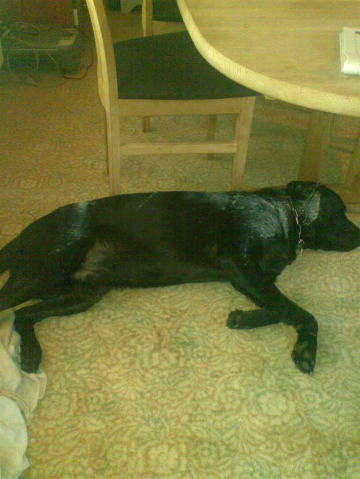 Labrador retriever Django - Hjalp lige med og male. billede 4