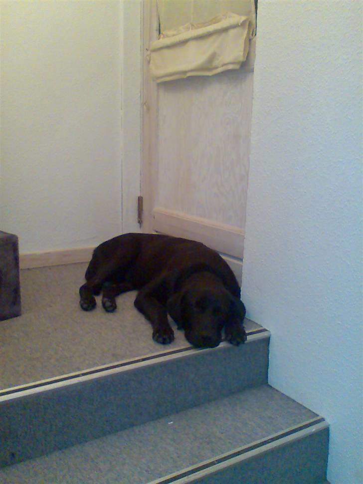 Labrador retriever Django billede 5