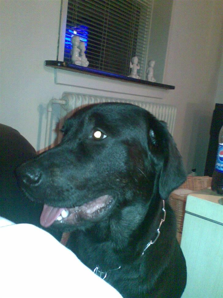 Labrador retriever Django billede 6