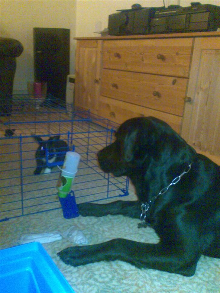 Labrador retriever Django billede 7