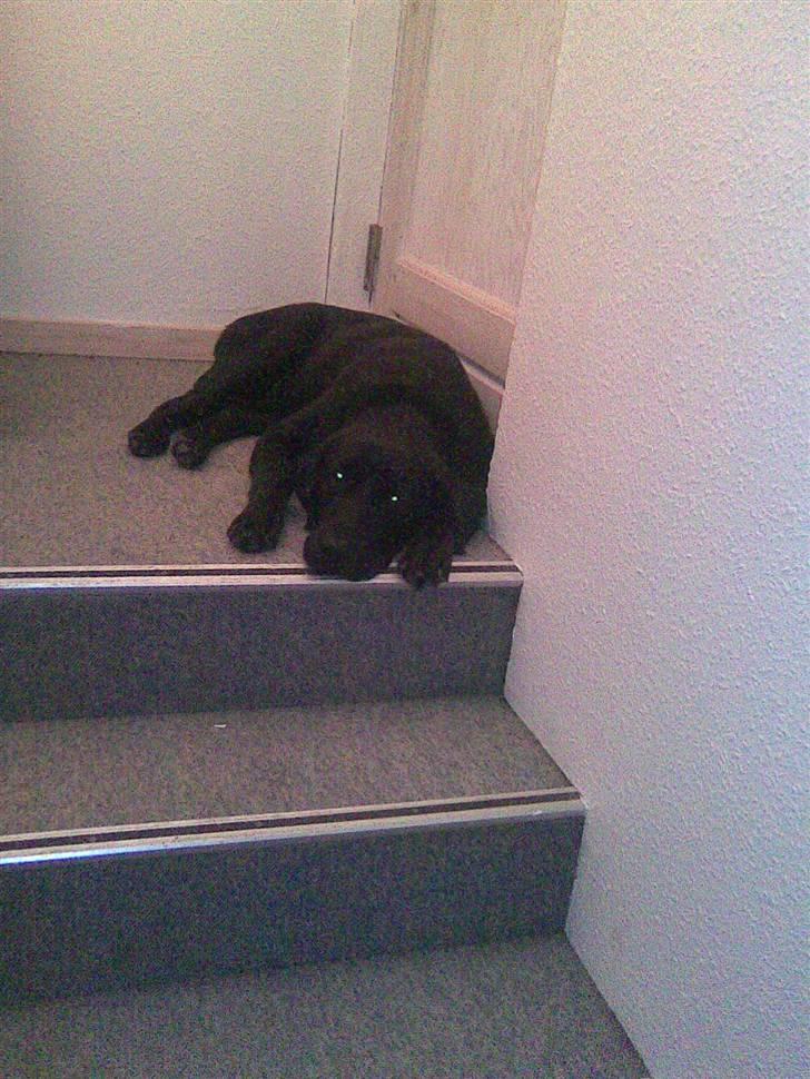 Labrador retriever Django billede 8