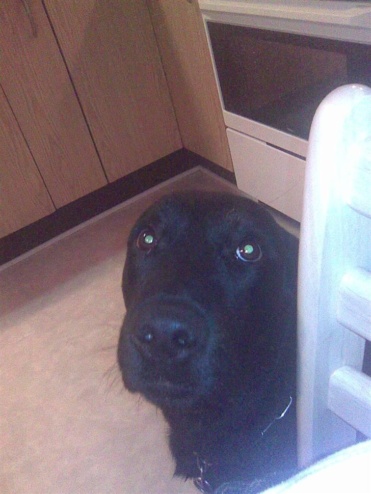 Labrador retriever Django billede 9