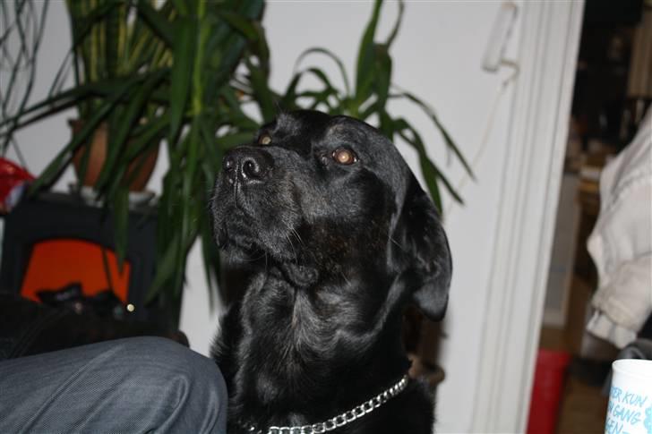 Labrador retriever Django billede 10