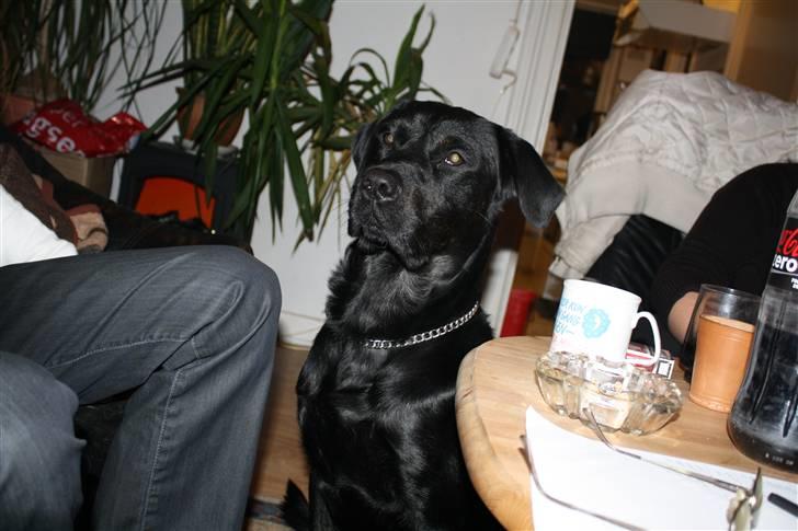 Labrador retriever Django - Lytter int. med i samtalen. billede 11