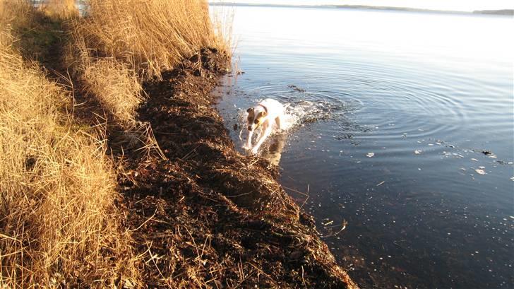 Amerikansk bulldog Sheja  - December 2009 - sheja 1 år billede 14
