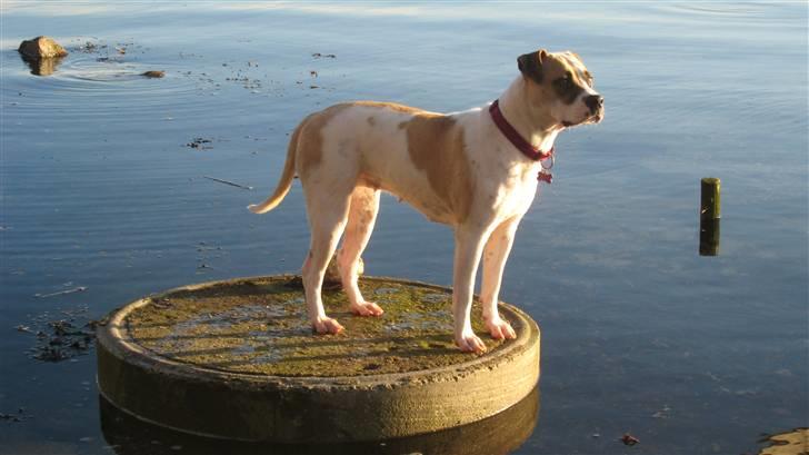 Amerikansk bulldog Sheja  - December 2009 - sheja 1 år billede 15