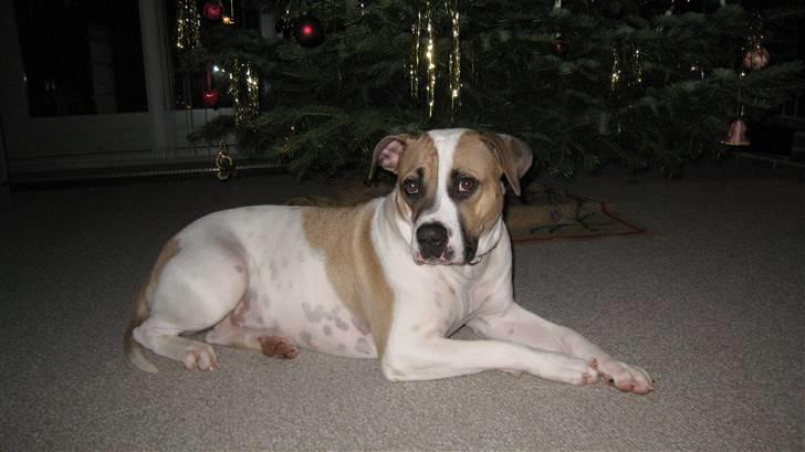 Amerikansk bulldog Sheja  - Julen 2009 billede 16