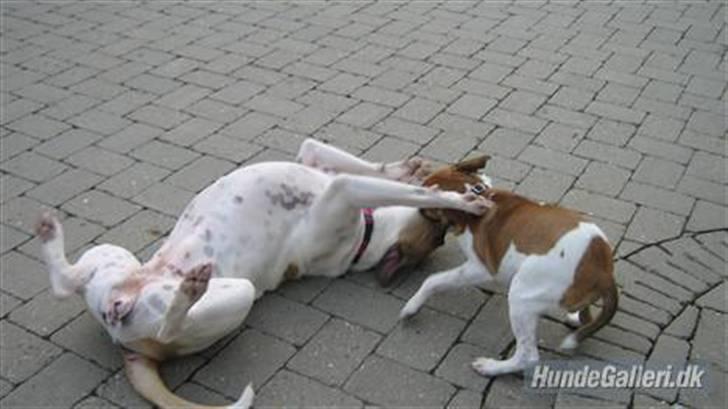 Amerikansk bulldog Sheja  billede 17