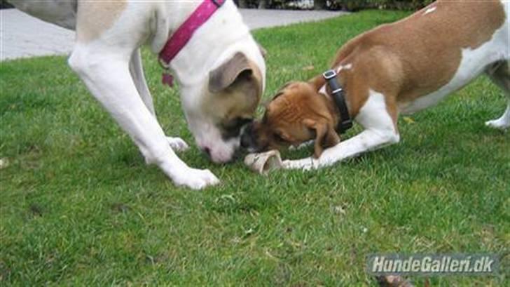 Amerikansk bulldog Sheja  - Bulldog og Dansk svensk gårdhund  billede 18