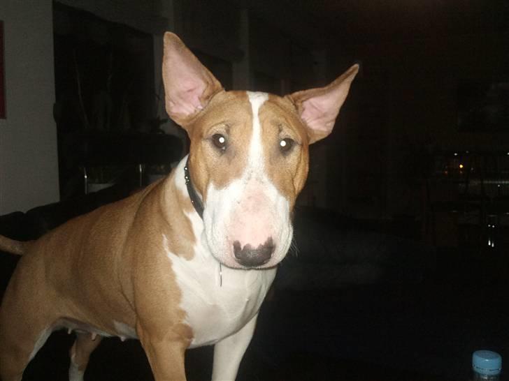 Bullterrier Brauners Donna - Tasja  billede 1