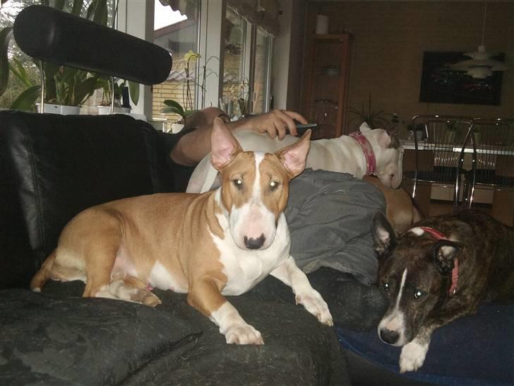 Bullterrier Brauners Donna - Tasja  billede 2