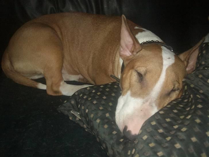 Bullterrier Brauners Donna - Tasja  billede 3