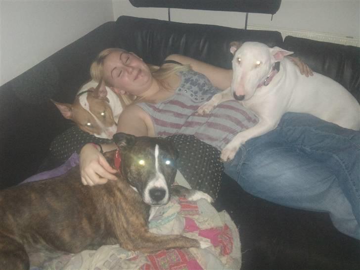 Bullterrier Brauners Donna - Tasja  billede 4