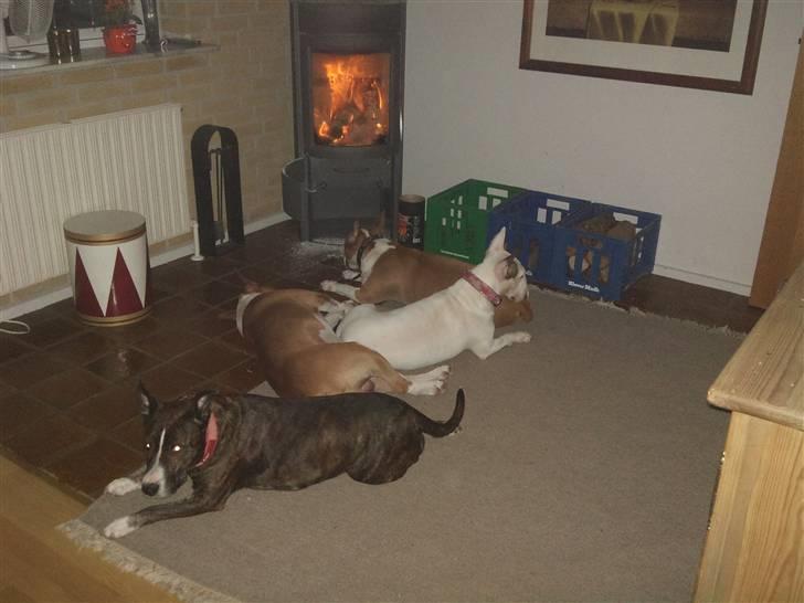 Bullterrier Brauners Donna - Tasja  billede 5