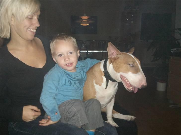 Bullterrier Brauners Donna - Tasja  billede 6