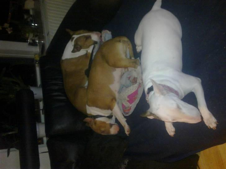 Bullterrier Brauners Donna - Tasja  billede 7