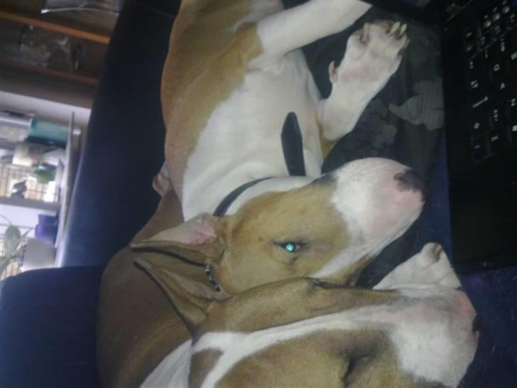 Bullterrier Brauners Donna - Tasja  billede 8