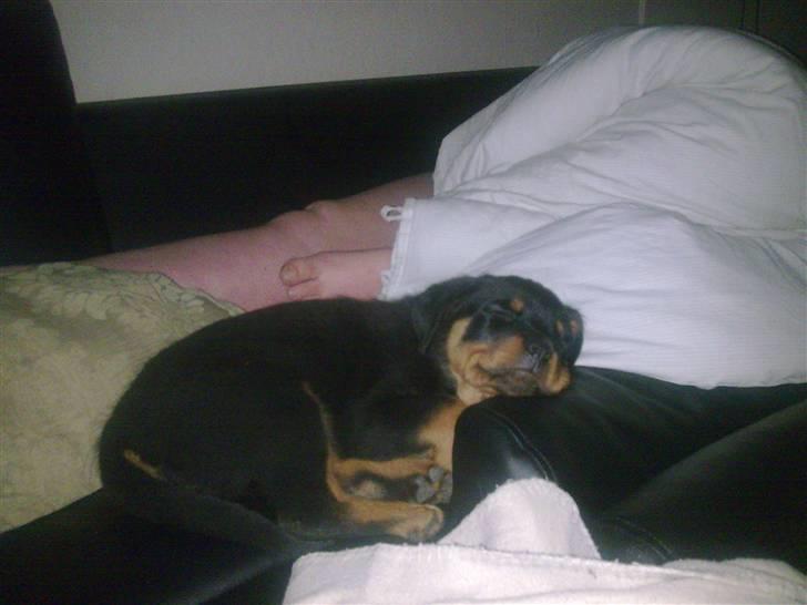 Rottweiler Maja  billede 12