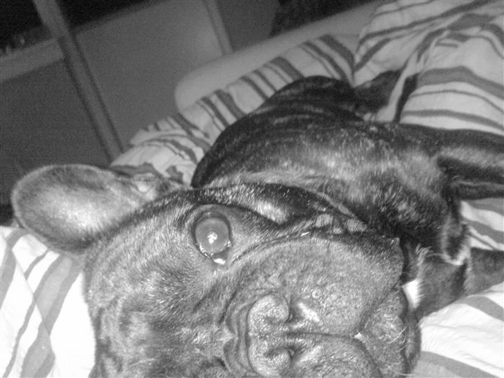 Fransk bulldog Eddie  † R.I.P 14.02.11 - Nurh hvor det skønt at ligger her .. :P billede 14