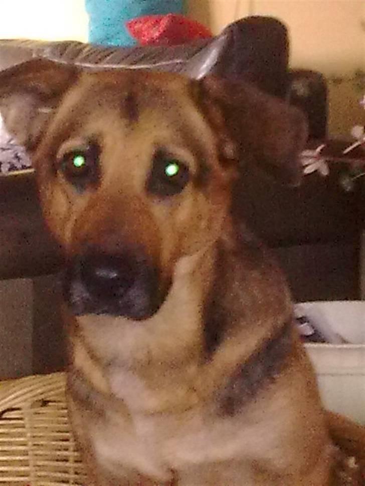 Blanding af racer cille ***RIP*** - er jeg ikke sød billede 15