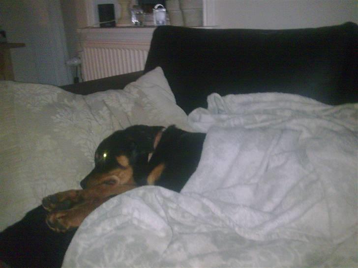 Rottweiler Maja  billede 13