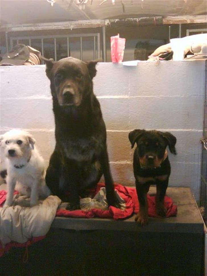 Rottweiler Maja  billede 14