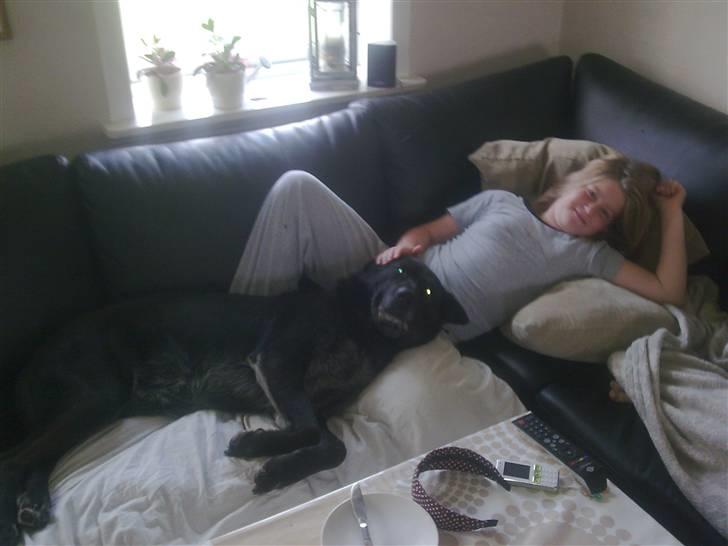 Schæferhund Rico billede 8