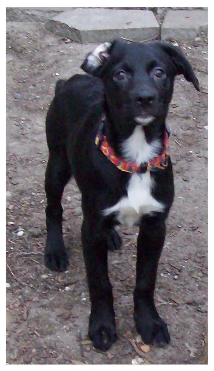 Blanding af racer Irma;O) billede 9