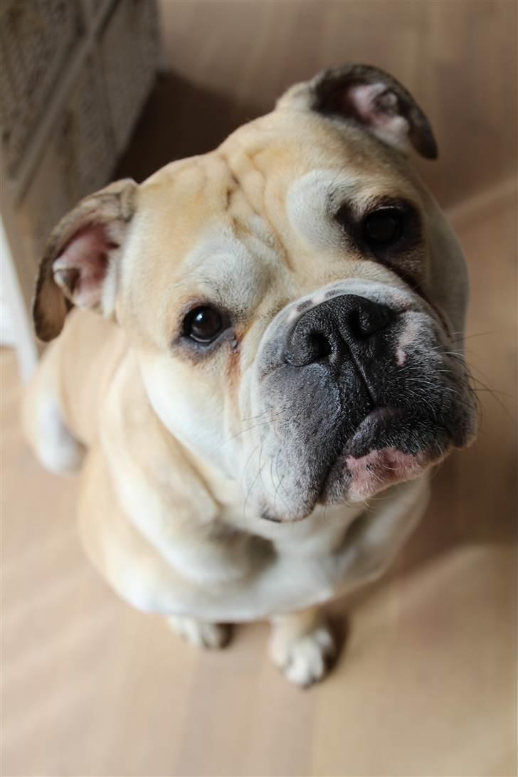 Olde english bulldogge Buffy's Junior - Prince Charming Aka. Fede Dorit :) billede 1