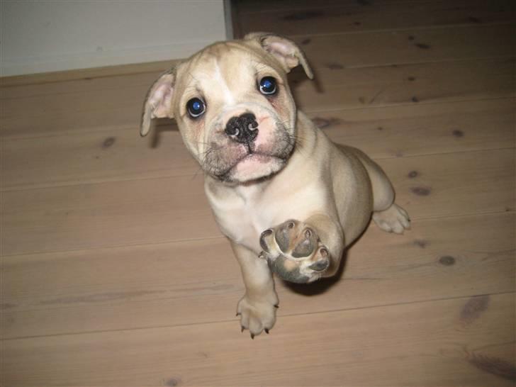 Olde english bulldogge Buffy's Junior - Så dygtig han er efter kun 1 uge hos os. billede 14