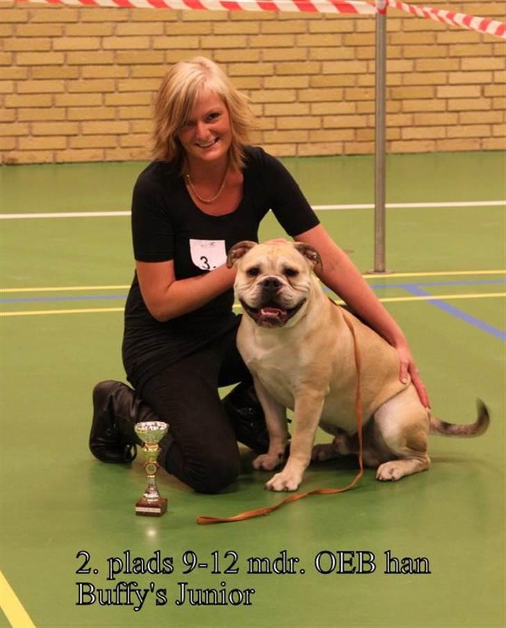 Olde english bulldogge Buffy's Junior billede 15