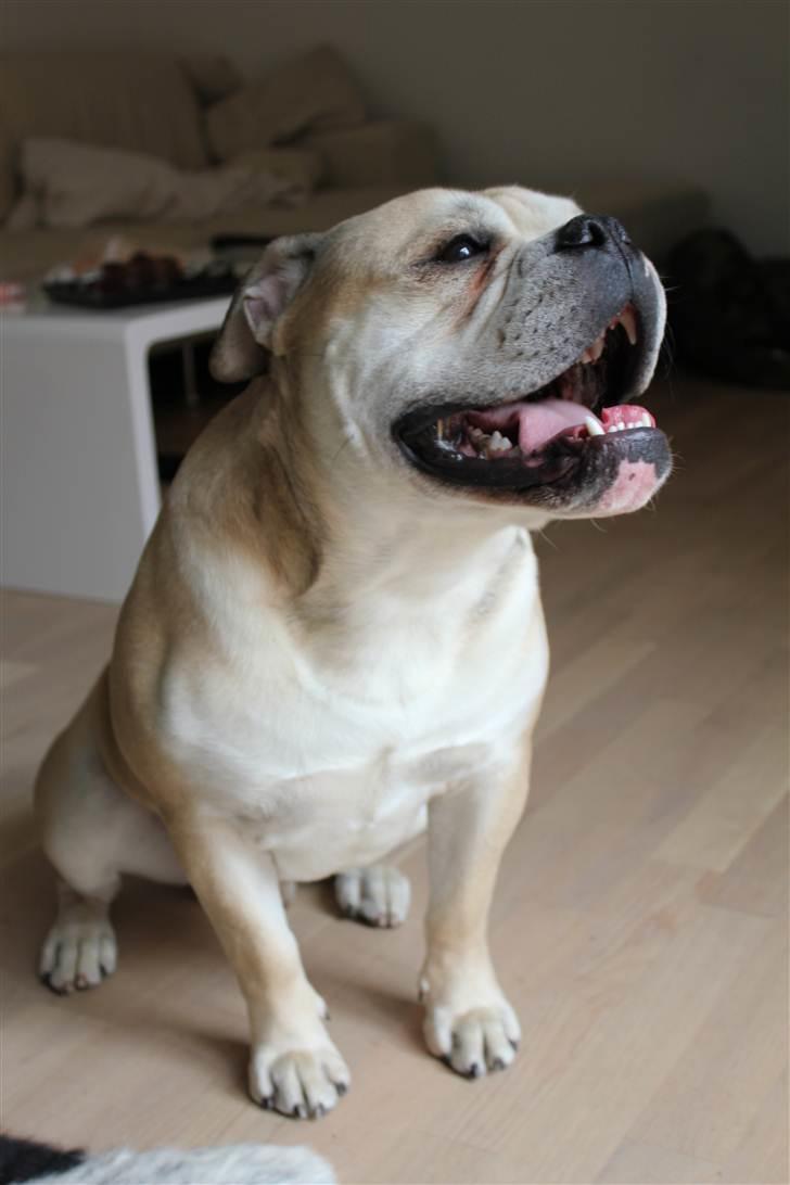 Olde english bulldogge Buffy's Junior - 1½ år, og stadig en livsnyder.. :) billede 3