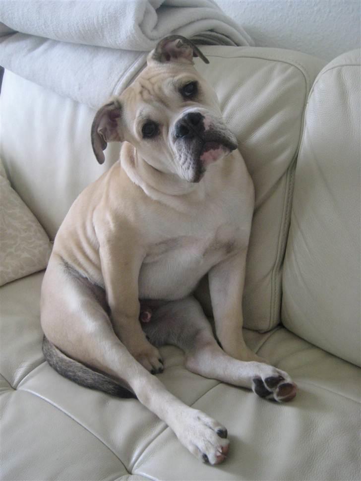 Olde english bulldogge Buffy's Junior billede 7