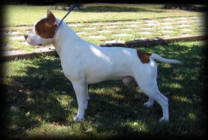 Amerikansk staffordshire terrier FAITH - Far  billede 20