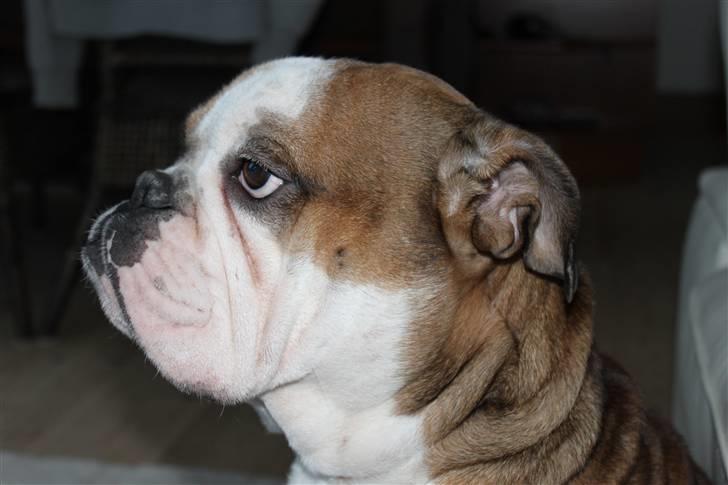 Engelsk bulldog Loui billede 13