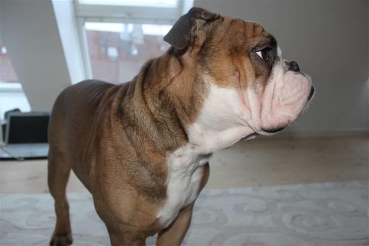 Engelsk bulldog Loui billede 14