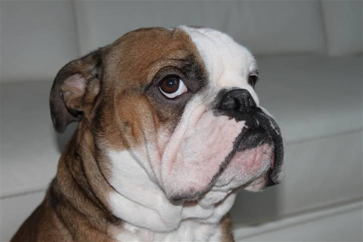 Engelsk bulldog Loui billede 15
