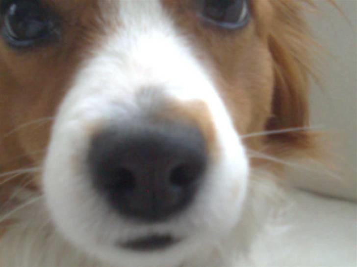 Kooikerhondje Flora - se den der mærkelige ting som tager billeder af mig billede 1