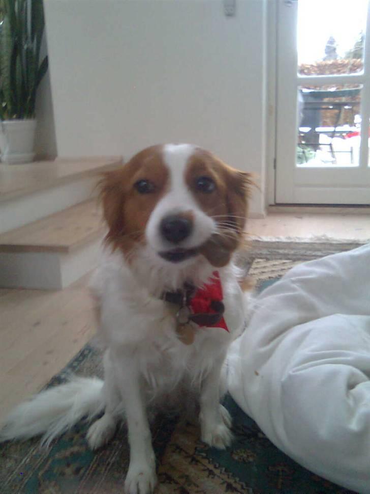 Kooikerhondje Flora - se mit kødben billede 2