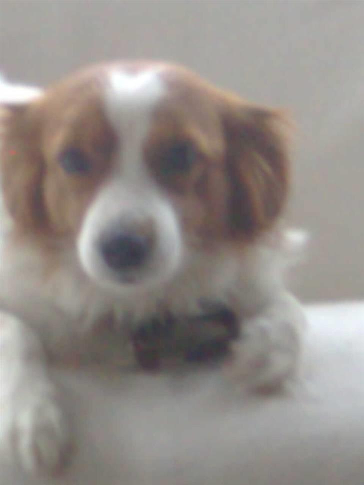 Kooikerhondje Flora - jeg har min egen sofa billede 3