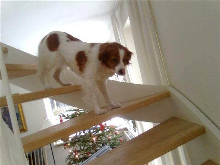 Kooikerhondje Flora - jeg kan ikke komme ned billede 4