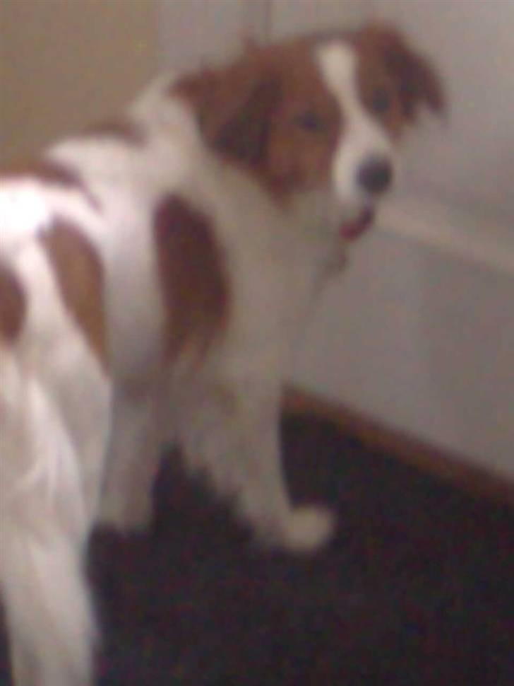 Kooikerhondje Flora - jeg vil ud billede 5