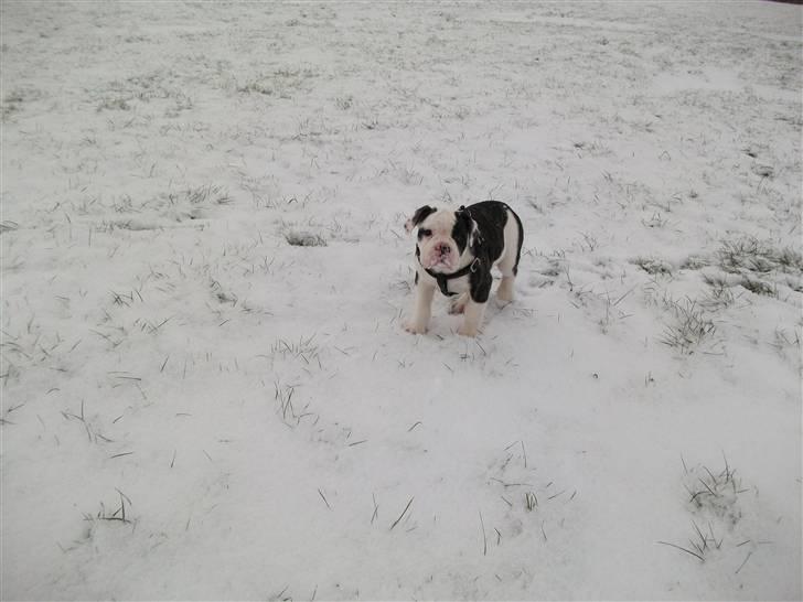 Olde victorian bulldogge Macho (Fået ny god ejer) billede 5