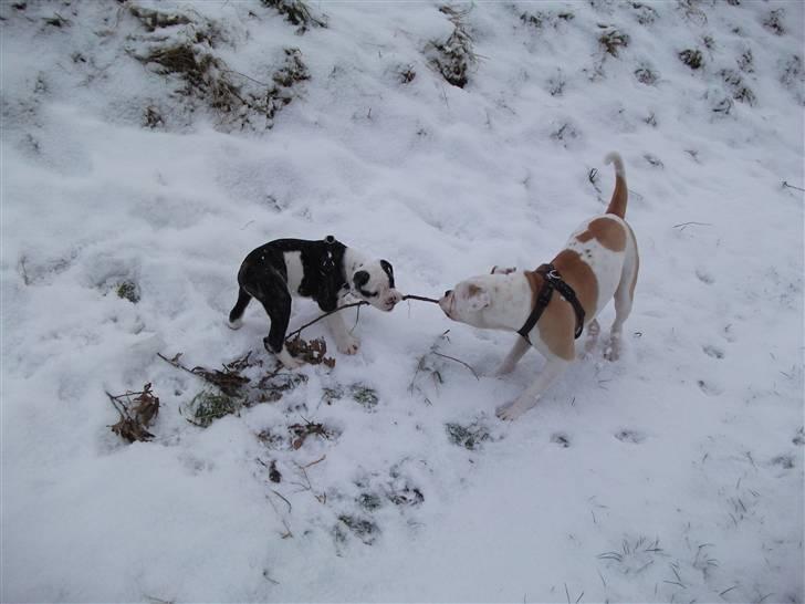 Olde victorian bulldogge Macho (Fået ny god ejer) billede 6
