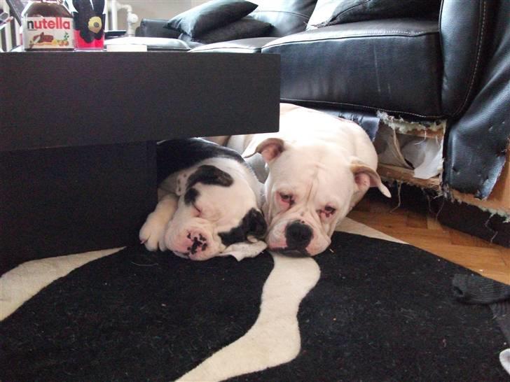 Olde victorian bulldogge Macho (Fået ny god ejer) billede 7